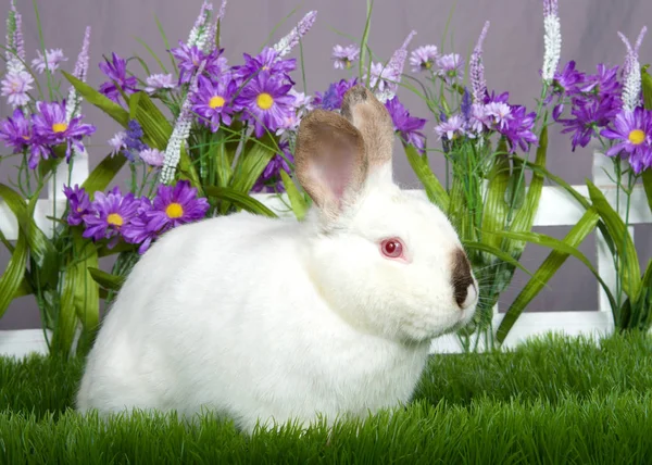小白兔 褐色的矮兔子 粉色的眼睛 坐在绿色的草地上 面对着灰色的墙 有紫色的花朵的白色栅栏 — 图库照片