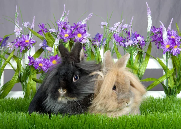 One Small Brown Long Hair Bunny Sitting Next One Small — Stockfoto