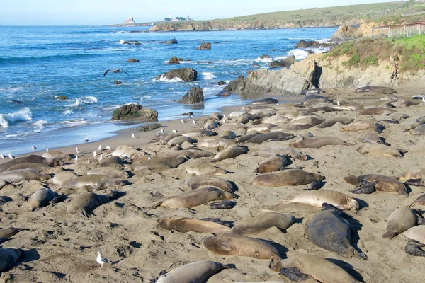 Elephant seals on the beach along the central coast of California. The Piedras Blancas elephant seal rookery spreads over 6 miles of shoreline around Point Piedras Blancas.
