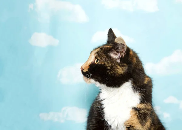 Retrato Perfil Joven Gato Calico Mirando Los Espectadores Izquierda Cielo — Foto de Stock