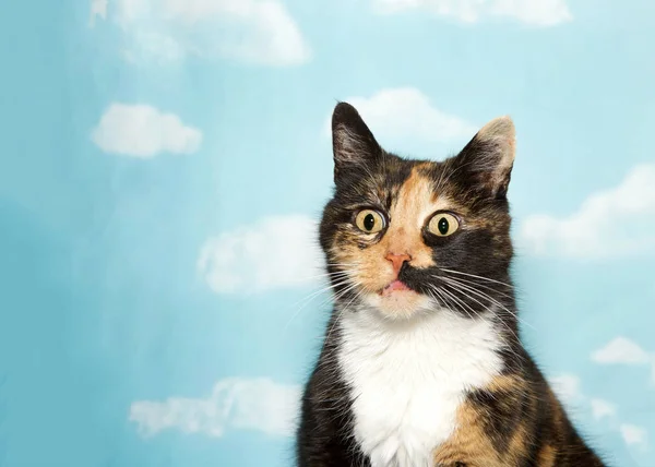 Retrato Gato Calico Sorprendido Mirando Hacia Adelante Ligeramente Los Espectadores — Foto de Stock