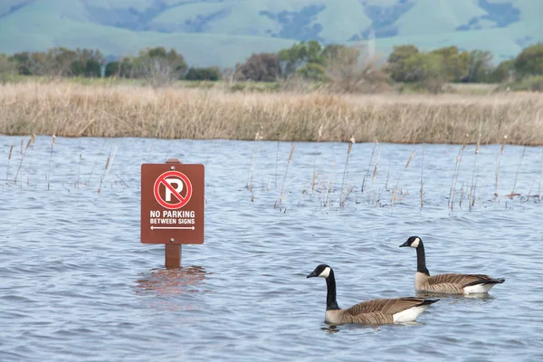 Two Canada Geese Swimming Parking Lot Sign Submerged Flood Waters — Stock Photo, Image