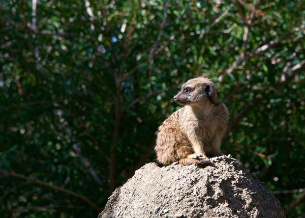 单身猫 Suricata Suricatta 蹲伏在岩石上寻找掠食者 看着观众离去 绿色的背景留下柔软的焦点 — 图库照片