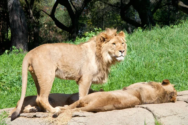 Young male African Lion standing on a rock over two sibling young male lions laying sleeping. Lions are the second largest living cat after the tiger