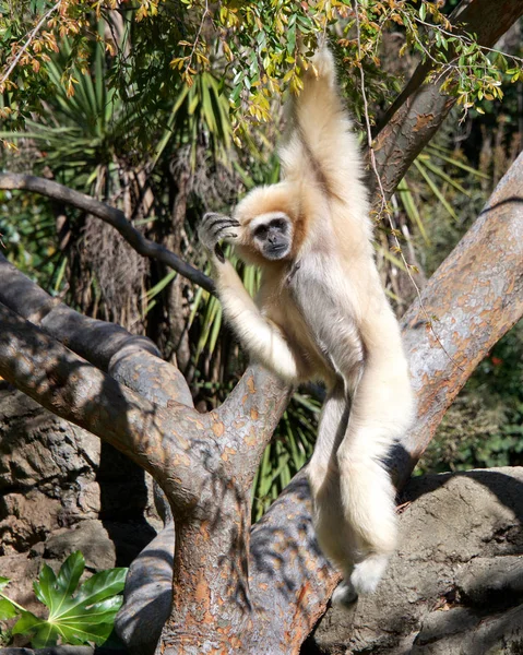 Egyik Lar Gibbon Más Néven Fehér Kezű Gibbon Egy Diurnális — Stock Fotó