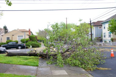 Alameda, Ca - 07 Nisan 2017: 70 mil / h 'lik rüzgârdan sonra fırtına hasarı körfez bölgesine bir gecede vurdu. Buena Vista 'daki Edison İlköğretim Okulu' ndaki ağaç ve Pearl şiddetli rüzgarlar tarafından devrildi..