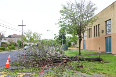 Alameda, Ca - 07 Nisan 2017: 70 mil / h 'lik rüzgârdan sonra fırtına hasarı körfez bölgesine bir gecede vurdu. Buena Vista 'daki Edison İlköğretim Okulu' ndaki ağaç ve Pearl şiddetli rüzgarlar tarafından devrildi..