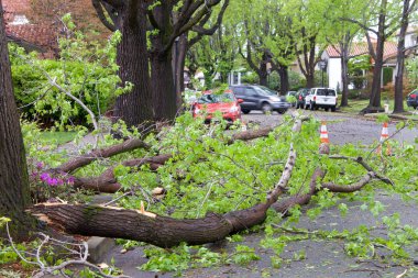 Alameda, Ca - 07 Nisan 2017: 70 mil / h 'lik rüzgârdan sonra fırtına hasarı körfez bölgesine bir gecede vurdu. Gibbons 'daki tatlı sakız ağacından büyük bir dal, Dr bir gecede yolun ortasına düştü..