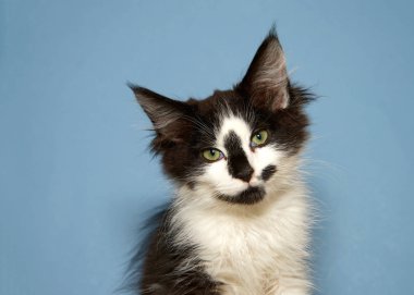 Seyirciye bakan siyah beyaz saçlı bir tekir portresi. Mavi arkaplan.