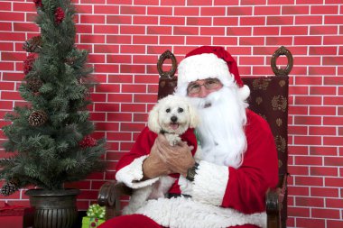 Beyaz saçlı, küçük köpekli, dövmeli bir sandalyede oturan Noel Baba, kırmızı tuğlalı arka plan. Santa Paws.