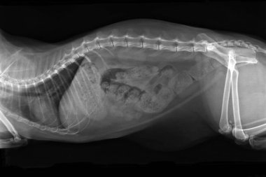 Xray image of obese cat with complete intestinal blockage consti clipart
