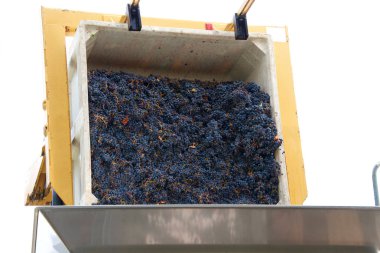 Forklift dumping bin of purple grapes into sorter for initial sorting prior to going to the crusher for wine making in Napa Valley clipart