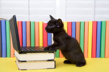 Minyatür dizüstü bilgisayarın başında renkli kitaplarla oturan küçük siyah kedi yavrusu. Ekrana bakan bilgisayardaki patiler.
