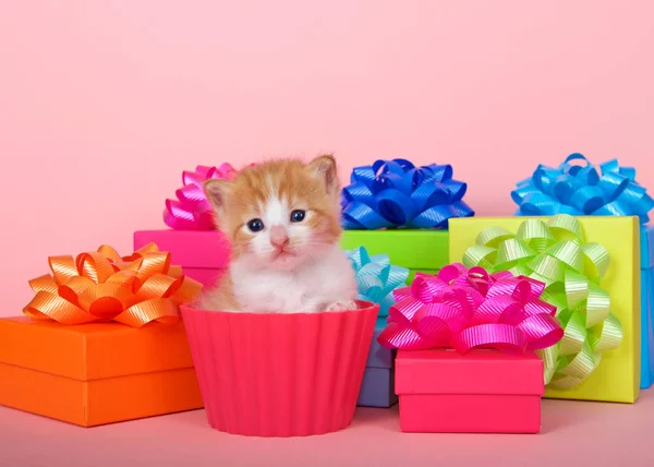 Orange White Tabby Kitten Cup Cake Brightly Colored Birthday Present — Stock Photo, Image