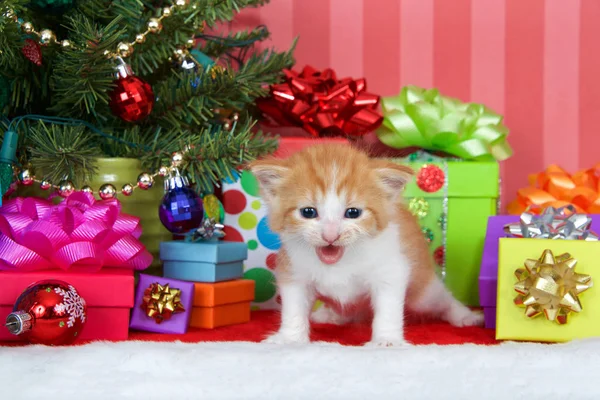 Оранжевый Белый Рыжий Котёнок Стоящий Рядом Рождественской Ёлкой Подарками Орнаментами — стоковое фото