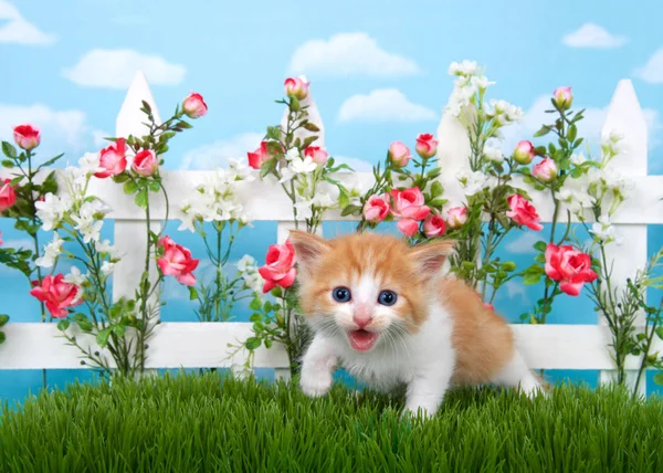 Adorable long haired orange and white tabby kitten standing in long grass with white picket fence in background, pink roses and white flowers on fence, sky background with clouds.