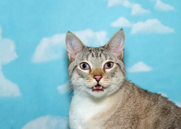 Retrato Una Boca Gato Siamés Plateado Adulto Abierta Angustia Tratando — Foto de Stock