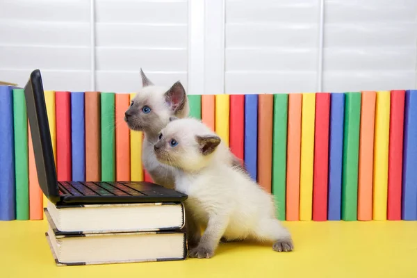 Dos Gatitos Siameses Pequeños Con Ojos Azules Sentados Una Computadora — Foto de Stock