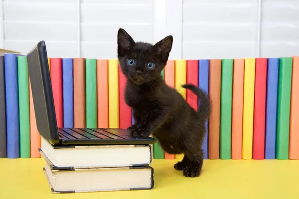 Kis Fekete Cica Áll Miniatűr Laptop Számítógép Könyvekben Színes Könyvek — Stock Fotó
