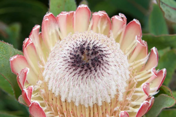 Uma Flor Protea Uma Das Flores Nacionais África Sul Tanto — Fotografia de Stock