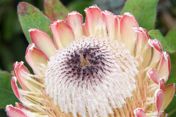 Uma Flor Protea Uma Das Flores Nacionais África Sul Tanto — Fotografia de Stock