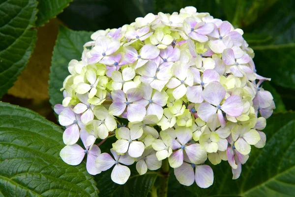 緑の葉に囲まれた紫 白のアジサイの群生 アジサイは長い間人気のある開花低木でした 花は祖母の昔の花として多くの人に考えられています — ストック写真