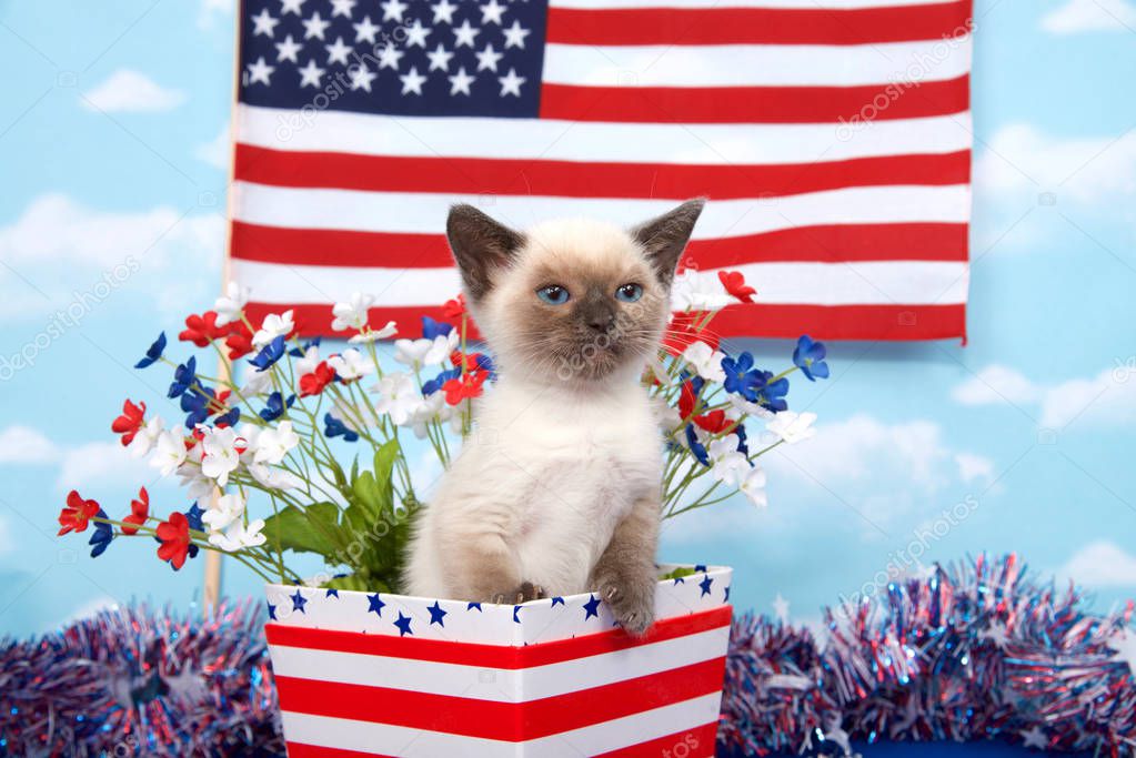 Small siamese kitten with Munchkin characteristics standing in a small red and white striped box looking intently to viewers right, red, white, blue flowers, blue sky background with American flag