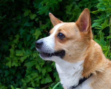 Kahverengi ve beyaz Galli Corgi köpeğinin portresi, arka planda fotokopi alanı olan yeşil yapraklar.