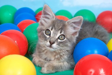 gray tabby kitten laying down in colorful plastic balls, blue background.