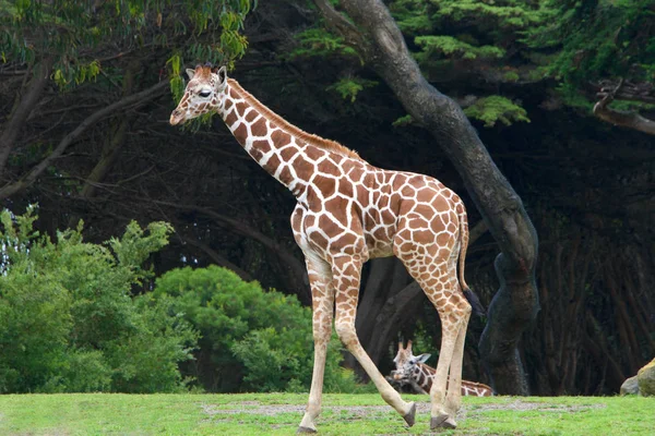 Girafa Andando Sobre Grama Com Arbustos Árvores Altas Fundo Outra — Fotografia de Stock