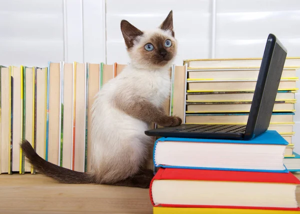 Sziámi Cica Kék Szemekkel Egy Miniatűr Laptop Számítógép Halmozott Könyvek — Stock Fotó