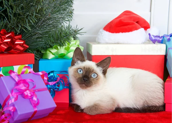 Сиамский Котёнок Голубыми Глазами Удобно Лежащий Рядом Рождественской Ёлкой Красочными — стоковое фото