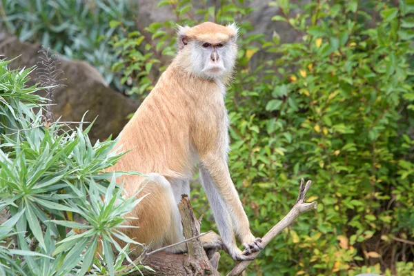 Kobieta Patas Monkey Siedzi Gałęzi Roślinami Drzewami Tle Patrząc Widzów — Zdjęcie stockowe