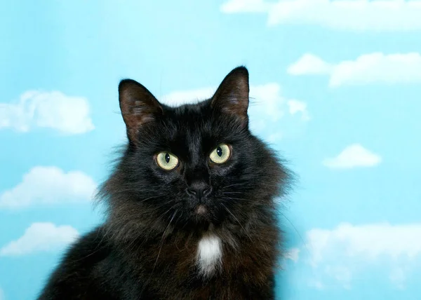 Černá Kočka Dlouhými Kožešinami Bílou Skvrnou Prsou Sedící Hledící Diváka — Stock fotografie