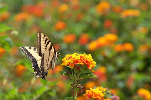 Black Swallowtail Fly 아메리칸 American Swallowtail 이라고 도불린다 오렌지와 란타나 — 스톡 사진