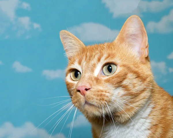 蓝色背景 白云的橙色和白色胖胖的猫的肖像 — 图库照片