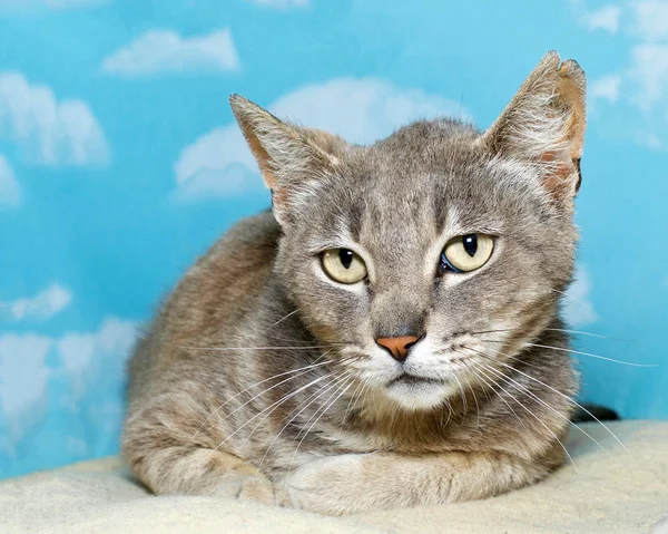 gray stripped tabby cat curled up laying down with a blue background white clouds