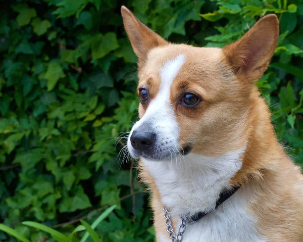 一种褐色和白色威尔士科吉犬的肖像 背景为绿叶 有复制空间 — 图库照片