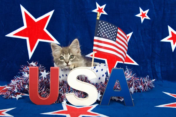 Patriotisch Gestromtes Kätzchen Blauer Hintergrund Mit Rot Umrandeten Sternen Weiß — Stockfoto