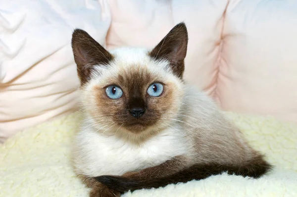 Blue Eyed Siamese Kitten Sitting Very Relaxed Soft Light Brown Stock Picture