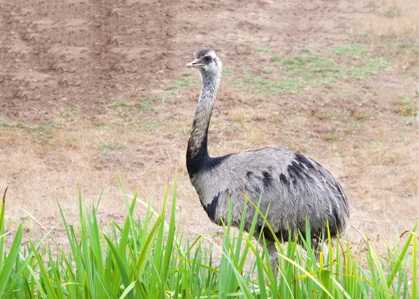 Emu Walking Tall Grass Brown Dead Landscape Royalty Free Stock Photos