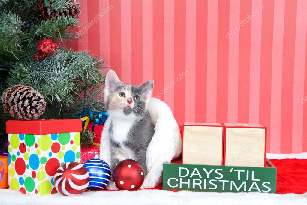 Calico kitten coming out of a stocking next to a christmas tree with colorful presents and holiday balls of ornaments next to Days until Christmas light beech wood blocks, blank for your numbers