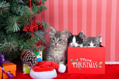 Kırmızı tüylü zemininde hediyeleri olan gri tekir bir kedi yavrusu. Kırmızı çizgili, beyaz arka planda, yanındaki kutudan fırlayan iki kedi yavrusu. Noel için arkadaşlar