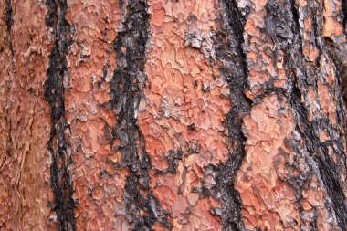Flagstaff Arizona 'da Ponderosa Çam ağacının gövdesindeki dokuyu kapat. Eşsiz bir bulmaca biçiminde kabuk soyma