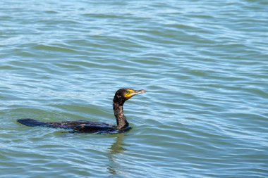 Sakin suda çift tepeli karabatak yüzüyor. Bir zamanlar Ddt 'in kullanımıyla tehdit edilen bu kuşun sayısı son yıllarda belirgin bir şekilde arttı.