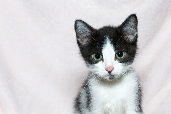 Jovem Seis Semanas Idade Preto Branco Tabby Gatinho Retrato Cobertor — Fotografia de Stock