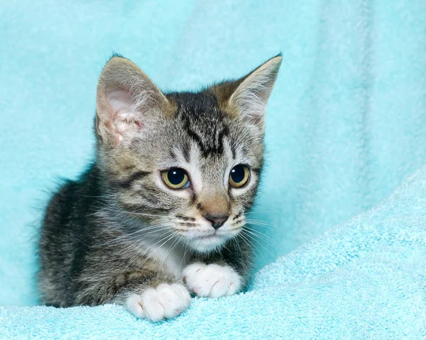 Joven Seis Semanas Viejo Negro Blanco Tabby Gatito Sentado Aqua — Foto de Stock