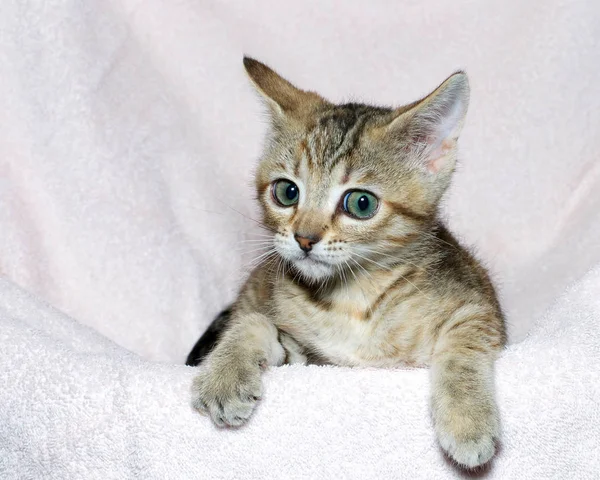 Joven Gatito Seis Semanas Edad Tricolor Rayado Tabby Acostado Una — Foto de Stock