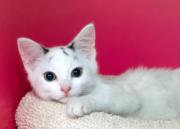 Gatito Blanco Negro Acostado Una Cama Blanca Texturizada Una Pata — Foto de Stock