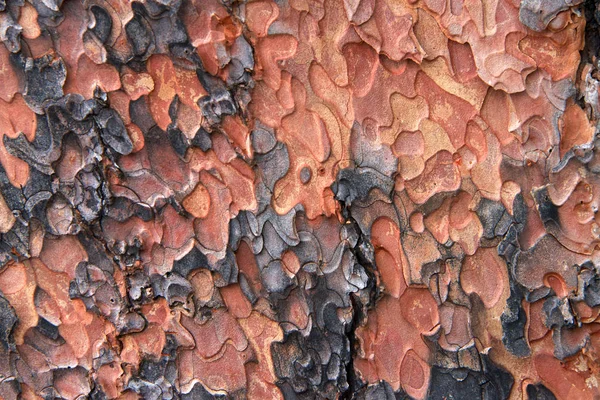 Makro Zblízka Textury Kmeni Borovice Ponderosa Flagstaff Arizona Loupání Kůry — Stock fotografie